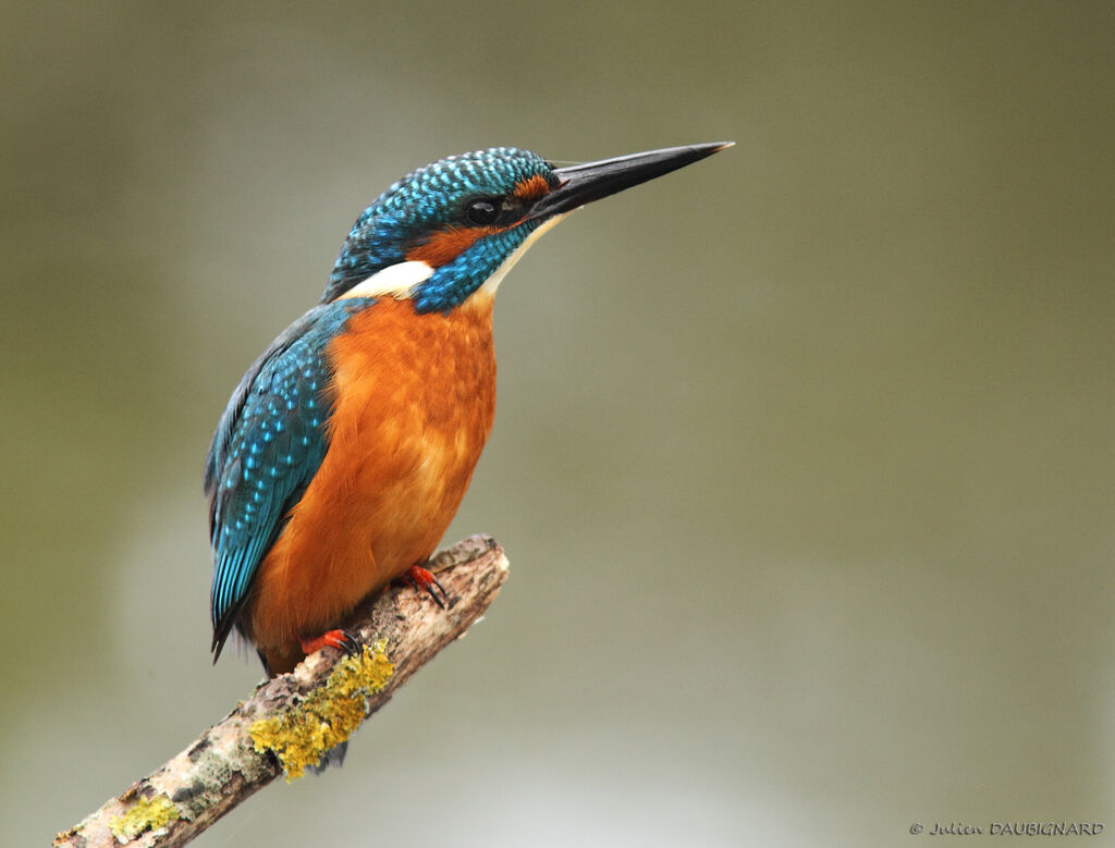 Martin-pêcheur d'Europe mâle, identification