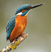 Common Kingfisher