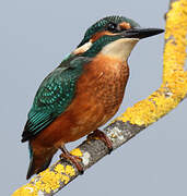 Common Kingfisher