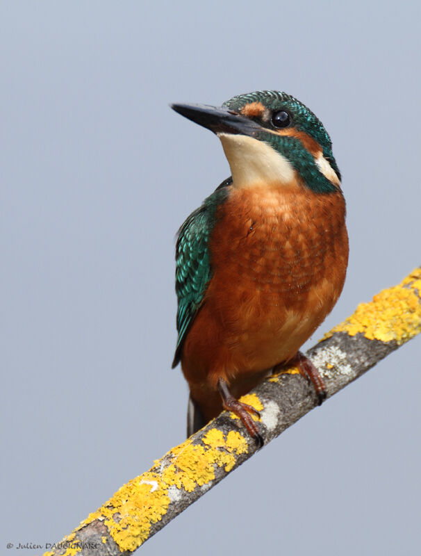 Martin-pêcheur d'Europe mâle, identification