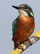 Common Kingfisher