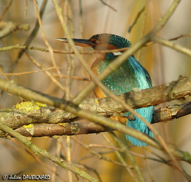 Common Kingfisher female