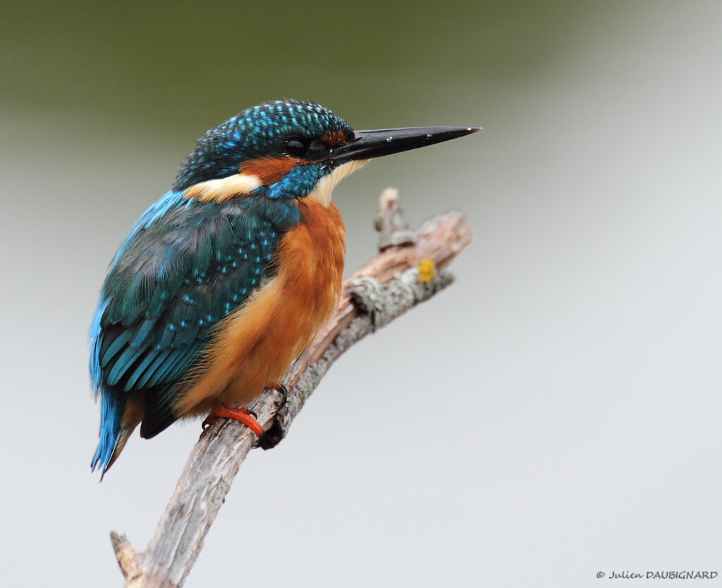 Common Kingfisher male, identification