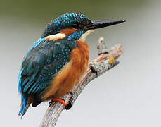 Common Kingfisher