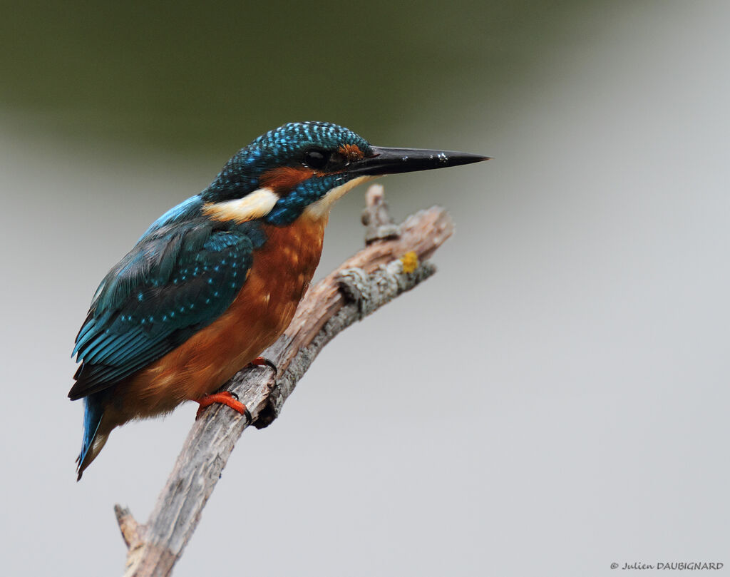 Martin-pêcheur d'Europe mâle, identification