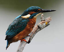 Common Kingfisher