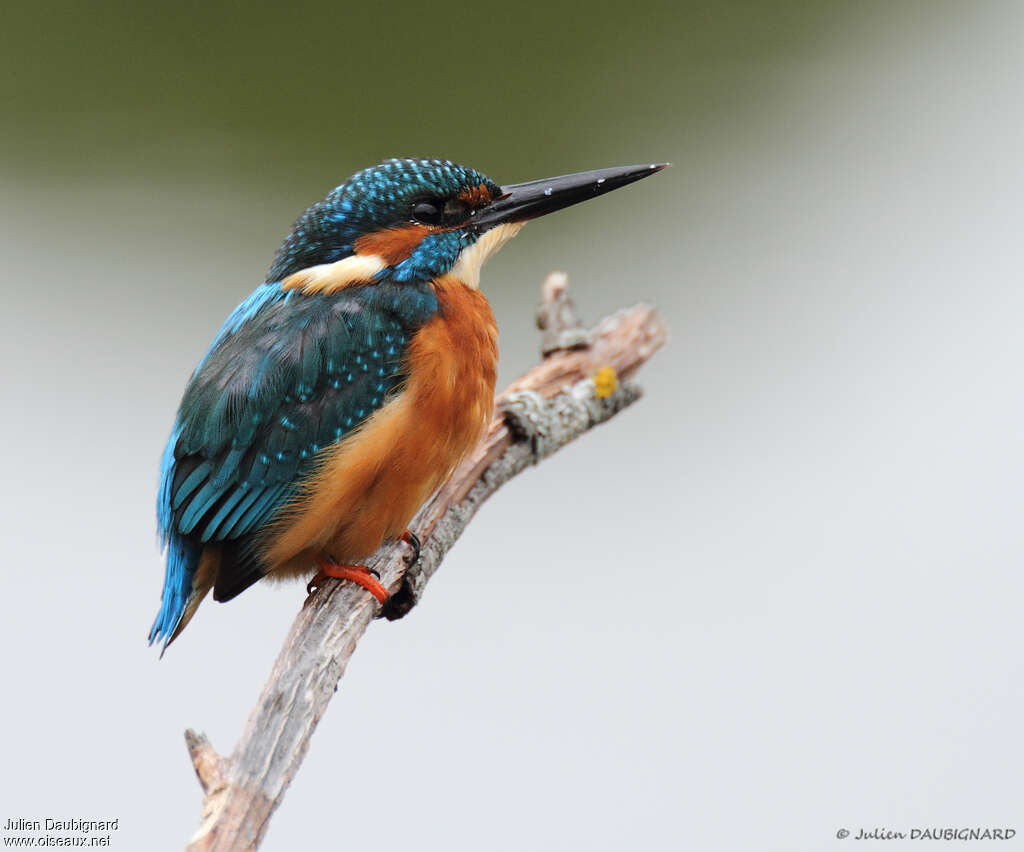 Martin-pêcheur d'Europe mâle adulte, identification