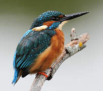 Common Kingfisher