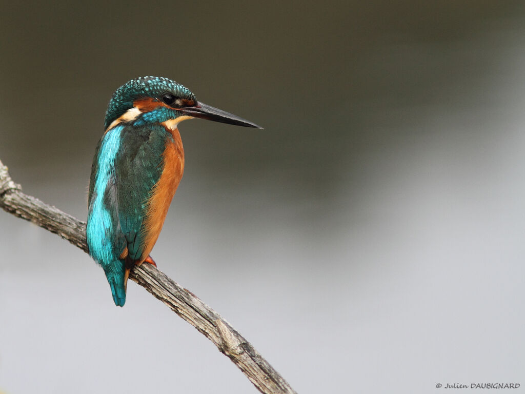 Martin-pêcheur d'Europe, identification