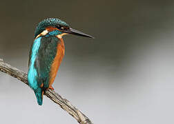 Common Kingfisher