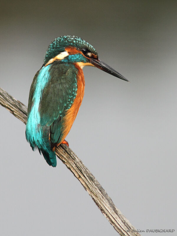 Martin-pêcheur d'Europe, identification