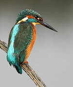 Common Kingfisher