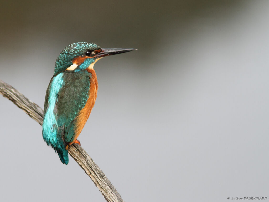 Martin-pêcheur d'Europe, identification