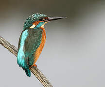 Common Kingfisher