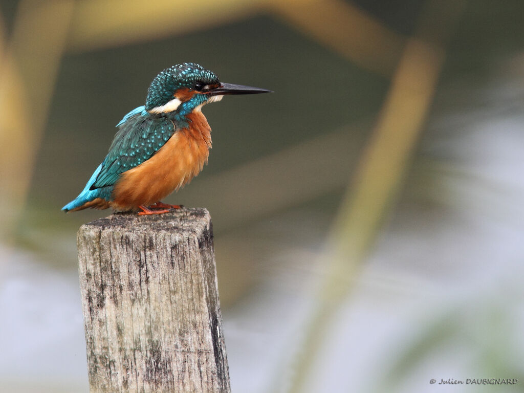 Common Kingfisher, identification