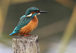 Common Kingfisher