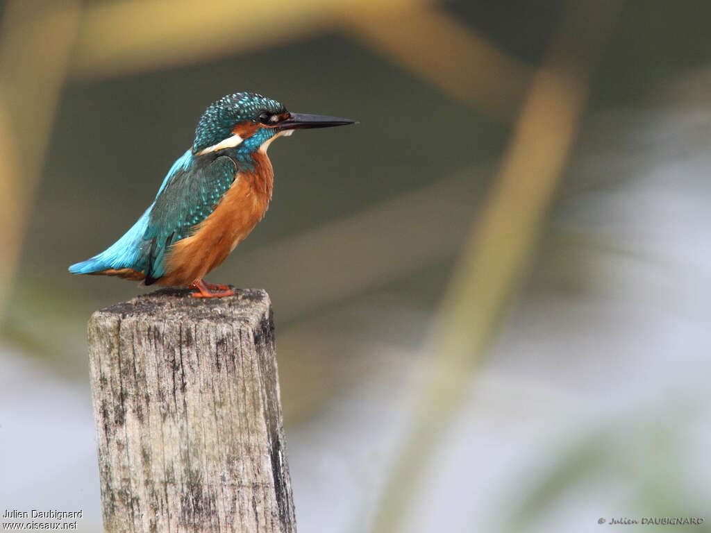 Martin-pêcheur d'Europe mâle adulte, identification