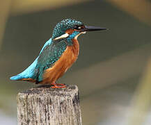 Common Kingfisher