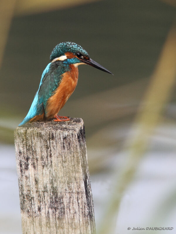 Martin-pêcheur d'Europe, identification