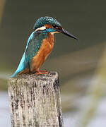 Common Kingfisher