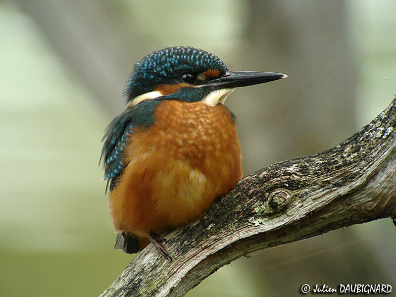 Common Kingfisherjuvenile