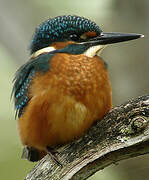 Common Kingfisher