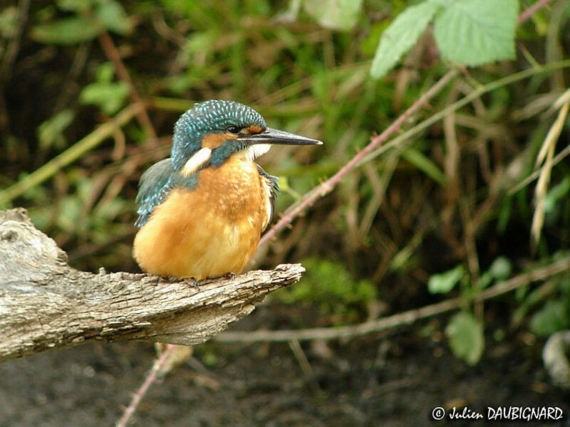 Common Kingfisherjuvenile