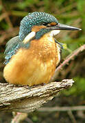 Common Kingfisher