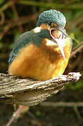 Common Kingfisher