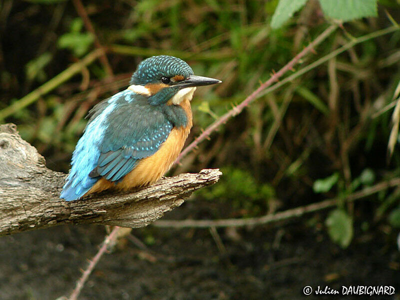 Common Kingfisherjuvenile