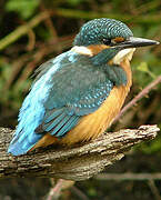 Common Kingfisher