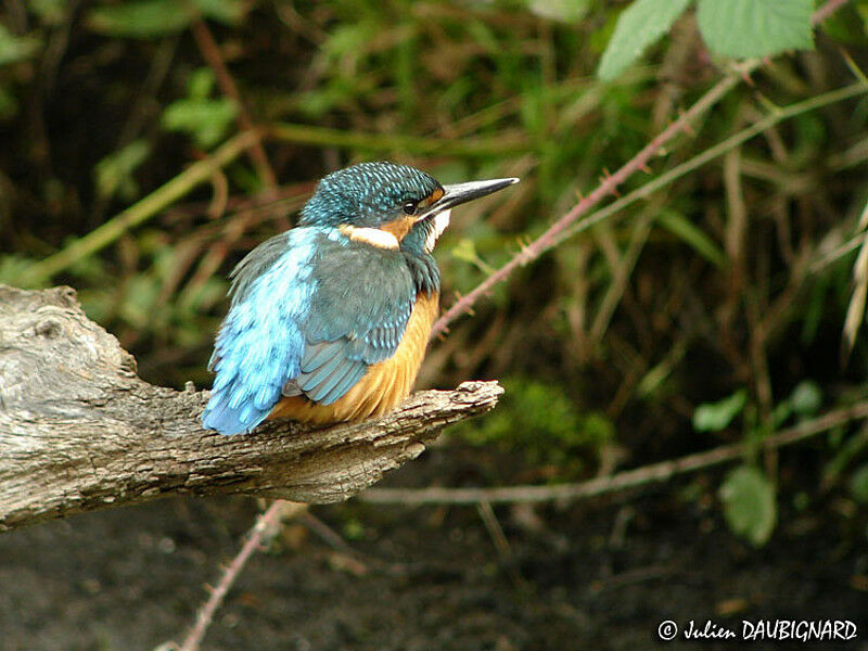 Common Kingfisherjuvenile