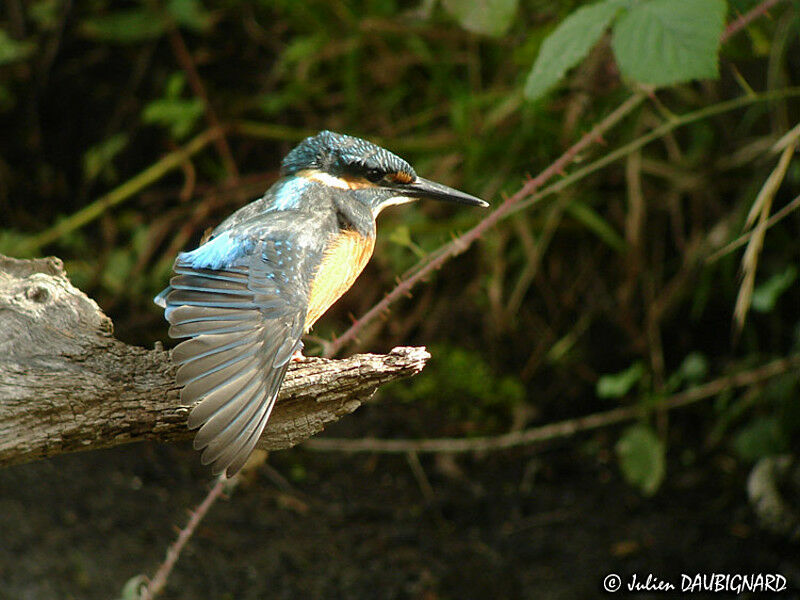 Common Kingfisherjuvenile