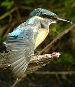 Common Kingfisher