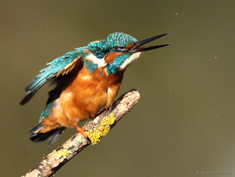 Common Kingfisher male, identification, Behaviour