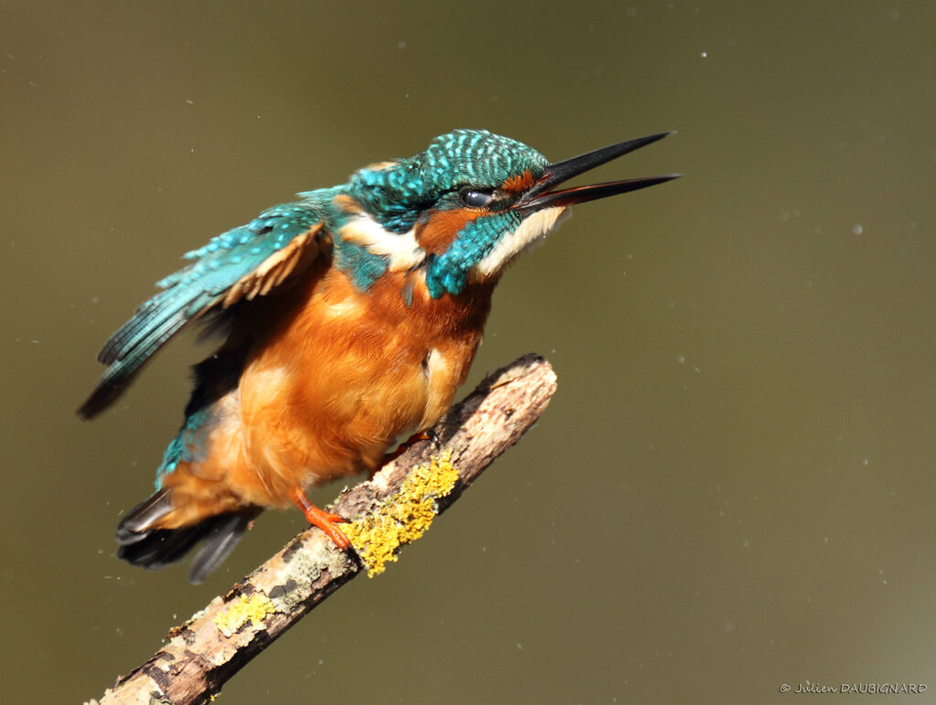 Martin-pêcheur d'Europe mâle, identification, Comportement