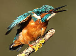 Common Kingfisher