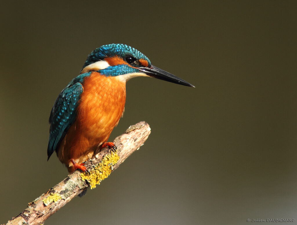 Martin-pêcheur d'Europe mâle, identification