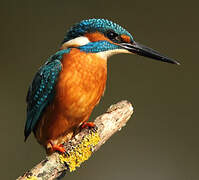 Common Kingfisher