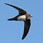 Alpine Swift