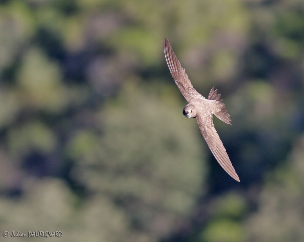 Alpine Swift, Flight