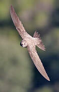 Alpine Swift