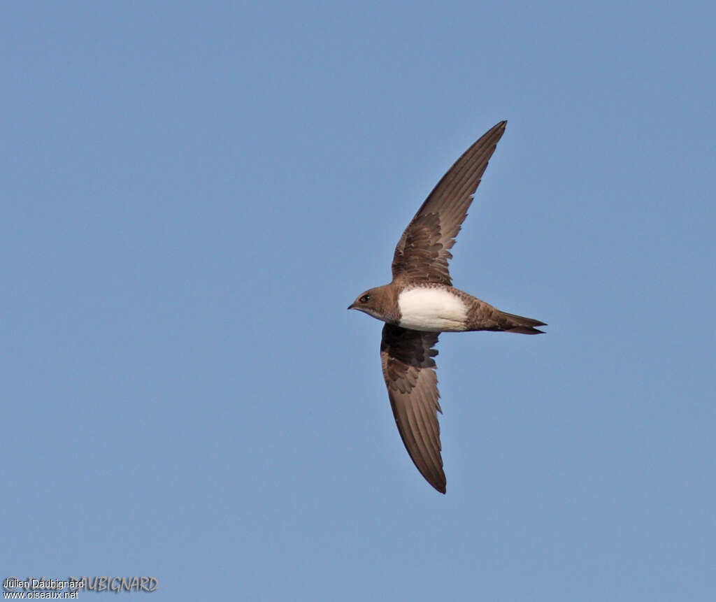 Alpine Swift, identification