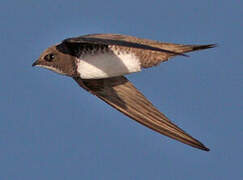 Alpine Swift