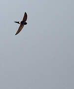 White-rumped Swift