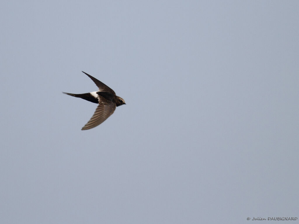 White-rumped Swiftadult, Flight