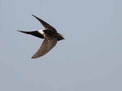 White-rumped Swift