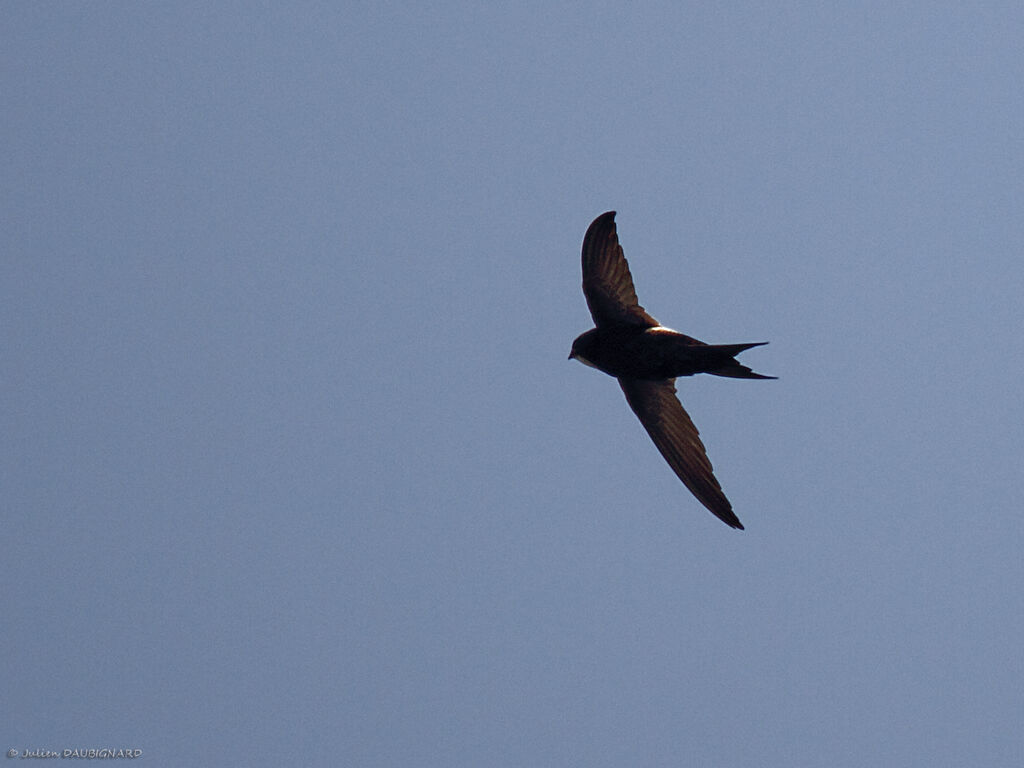 White-rumped Swiftadult, Flight