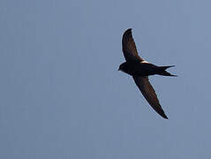 White-rumped Swift