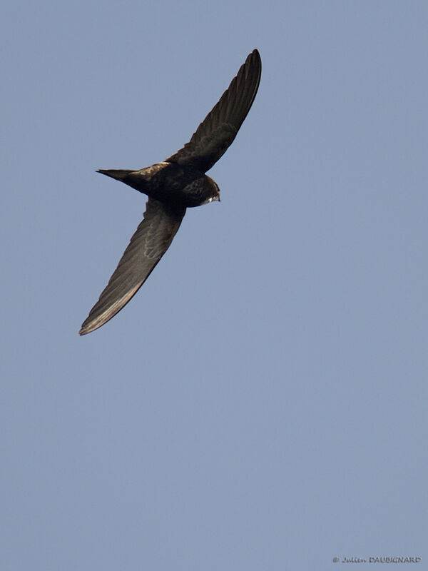 White-rumped Swiftadult, Flight